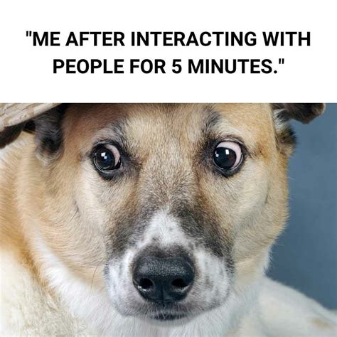 dog meme pictures|funny dog picture meme.